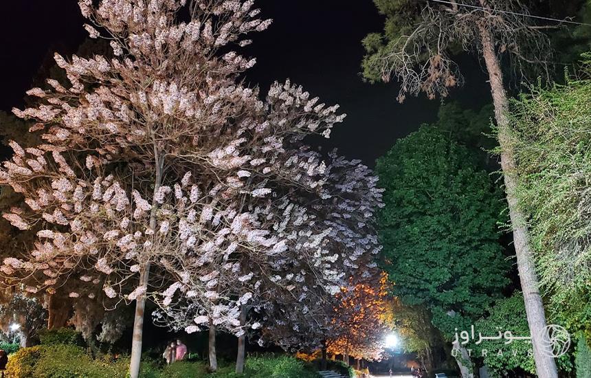 درختان زیبای بوستان باغ ملی شیراز